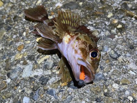 二見メバリング激渋!