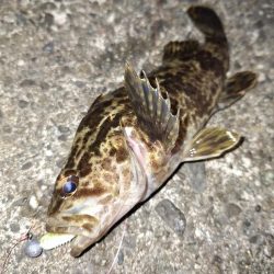 シーバス・ガシラ釣り