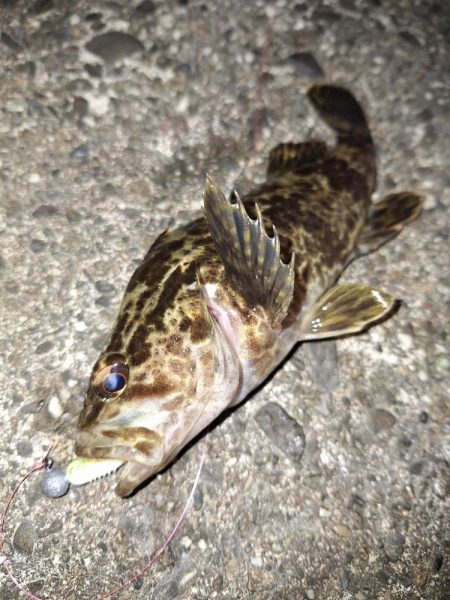 シーバス・ガシラ釣り