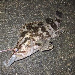 ロックフィッシュ釣り