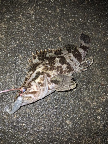 ロックフィッシュ釣り