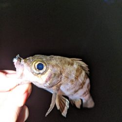 釣り納めに行ってきました。