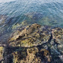 釣れている感じ