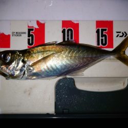 鯵の花が咲きました。