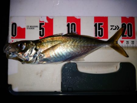 鯵の花が咲きました。