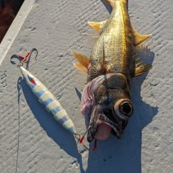 スロージギング