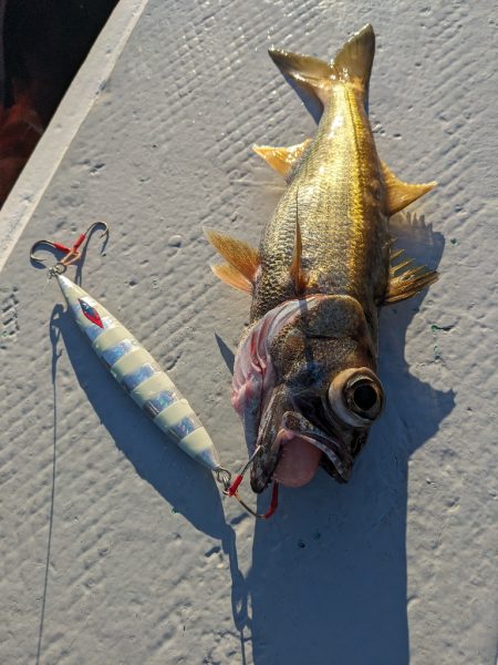 スロージギング