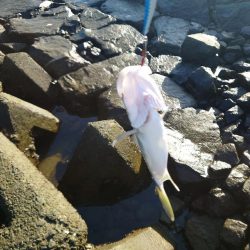 なんとかメッキ一匹