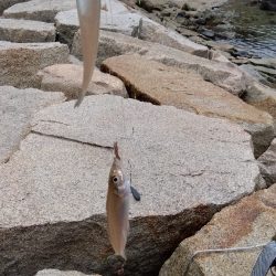 室津のキス釣り