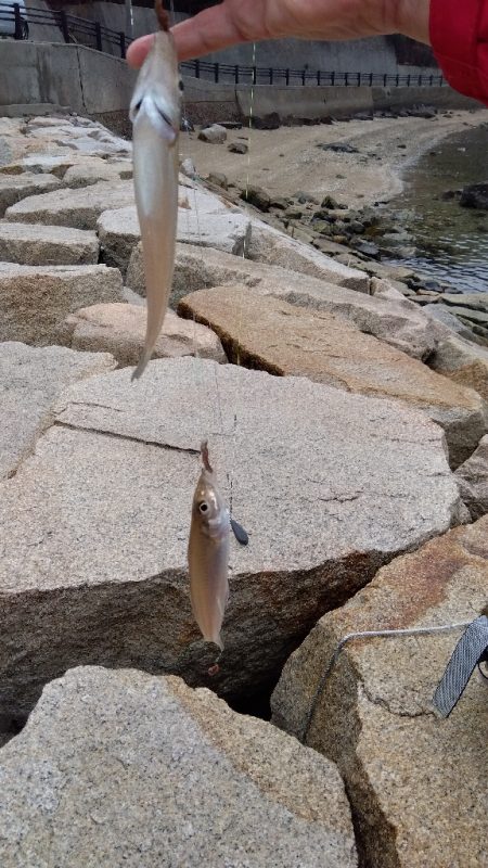 室津のキス釣り