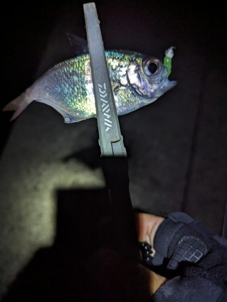 陸っぱり釣行記