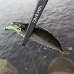 陸っぱり釣行記