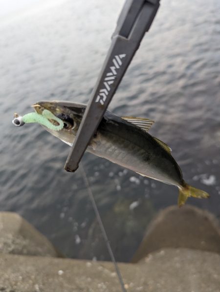 陸っぱり釣行記