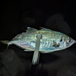 陸っぱり釣行記