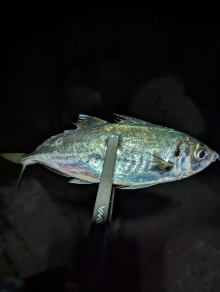 陸っぱり釣行記