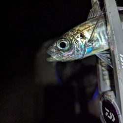 陸っぱり釣行記