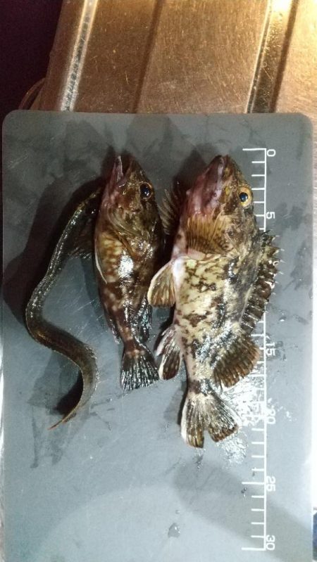 釣り納めかな？