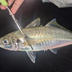 フロートアジングでギガアジ