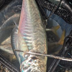 釣り納め フロートアジング