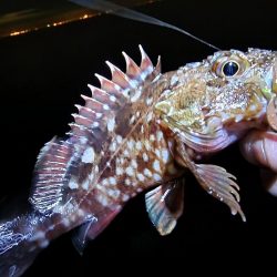 仕事終わり釣行🎣