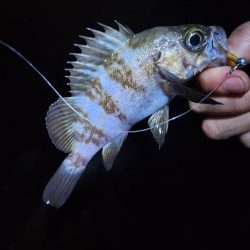 仕事終わり釣行🎣