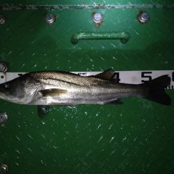 久しぶりの70オーバー