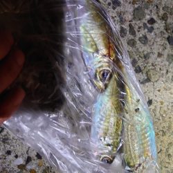 バイシクルアジング