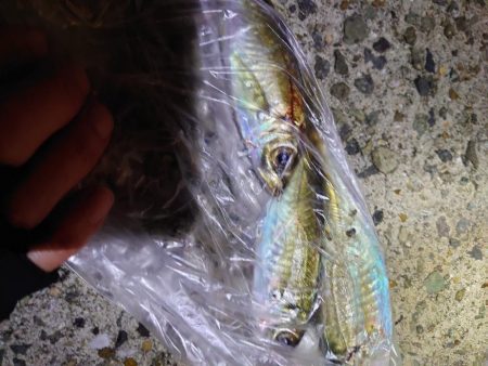 バイシクルアジング