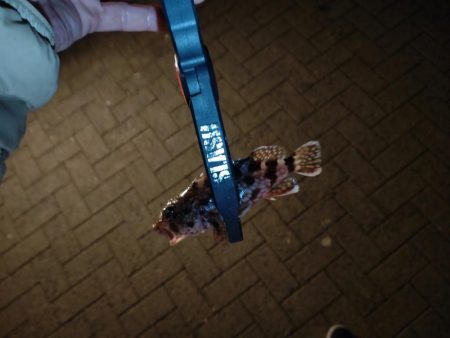 シーサイドコスモ