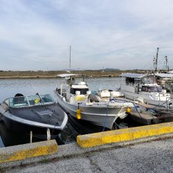 サンバソウ狙い