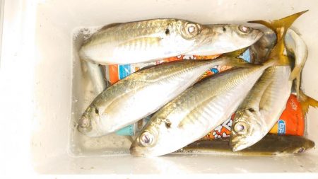 今日はポイントに入れず。