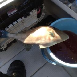 今年初のウマズラハギ！！