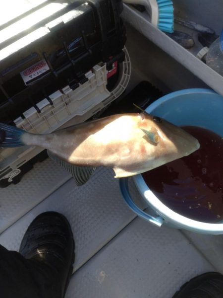 今年初のウマズラハギ！！