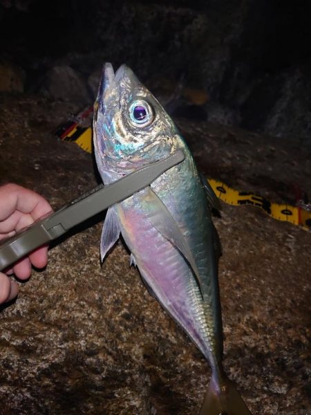 フロートアジング🎣