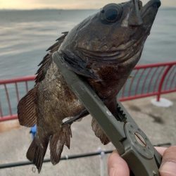 カゴ釣りチャレンジ🎣