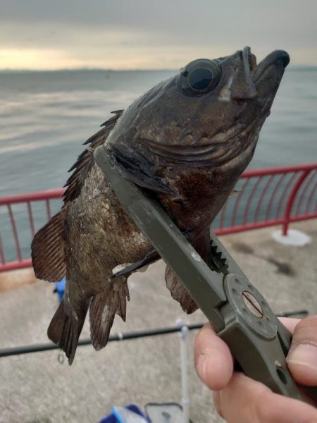 カゴ釣りチャレンジ🎣