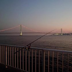 マダイ狙いのカゴ釣り🎣