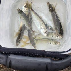 アジング@淡路島②