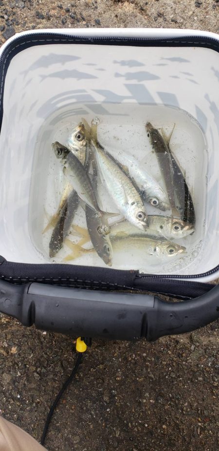 アジング@淡路島②