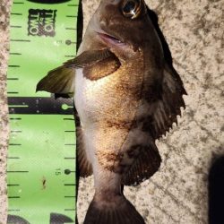 淡路島ライトフィッシング