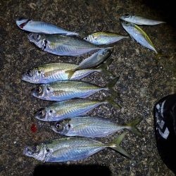 下津~湯浅間アジング情報提供します。