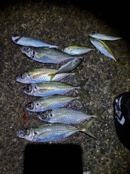 下津～湯浅間アジング情報提供します。