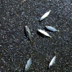 20cm超えが多くなってきました。