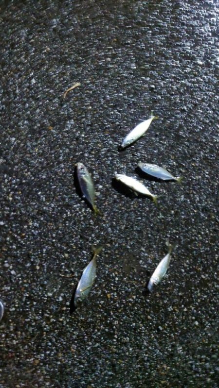 20cm超えが多くなってきました。