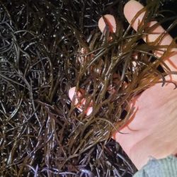 春と秋のコラボ