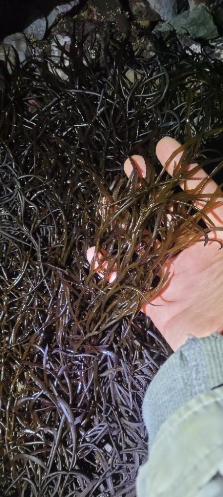 春と秋のコラボ