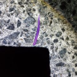 アジング 好釣果で良型多数