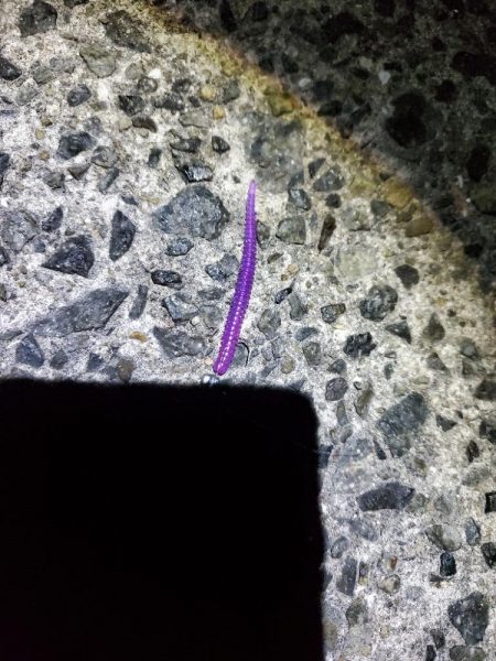 アジング 好釣果で良型多数