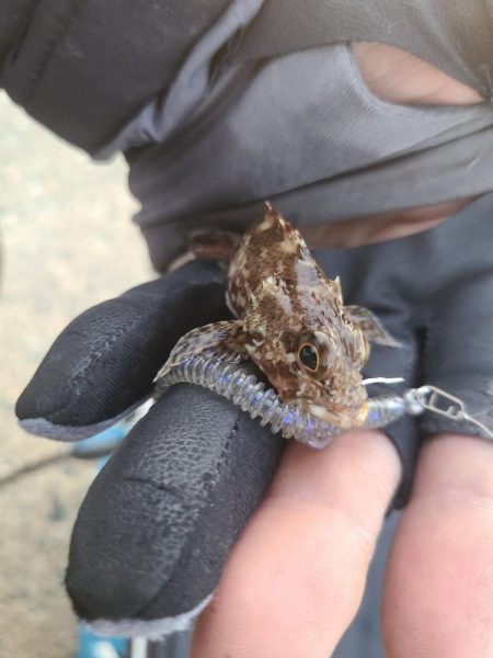 カゴサビキ師の隣にて🙆