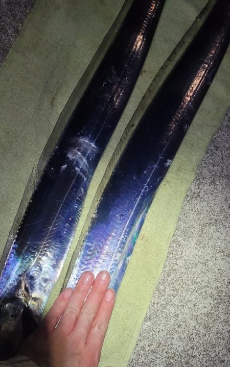 来たらデカい！というやつ